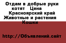 Отдам в добрые руки котят › Цена ­ 1 - Красноярский край Животные и растения » Кошки   